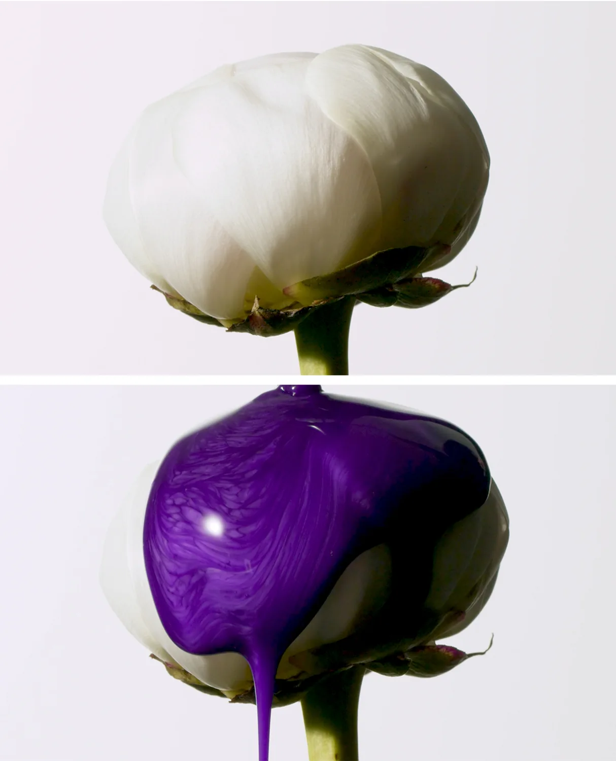 Universo e ingredientes de Yūbi Blonde